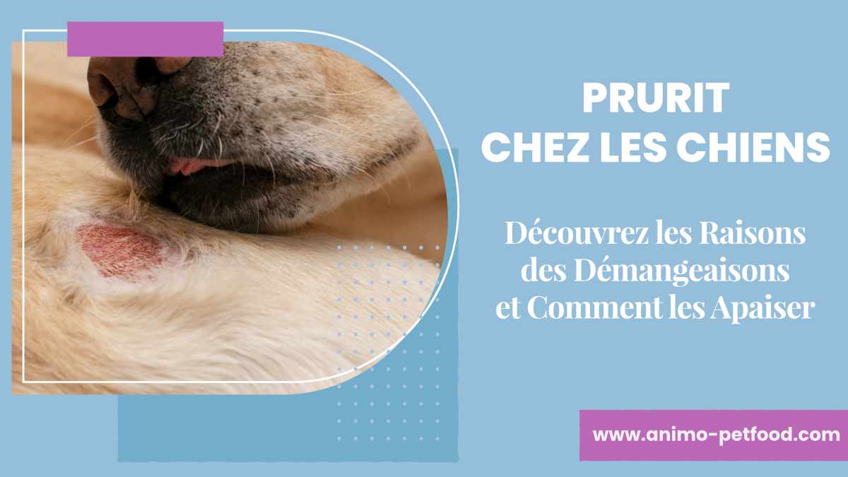 demangeaisons-chez-les-chiens-causes-et-solutions